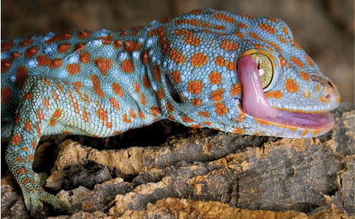 reptile