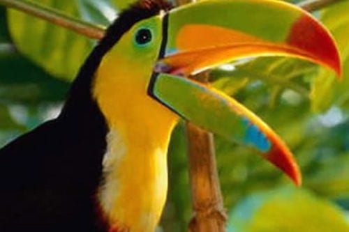birds