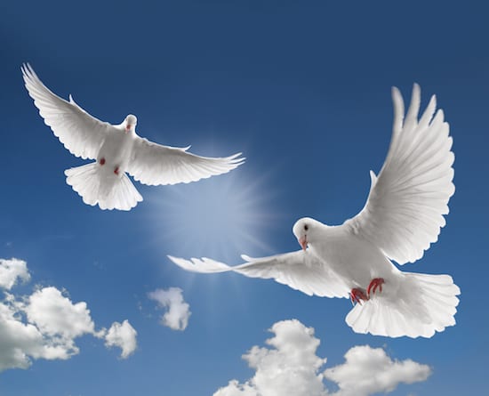 doves