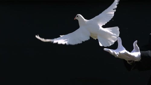 dove-release