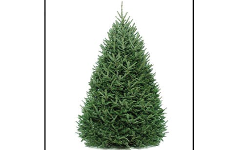 xmas-tree-recycle