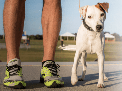 dog dash