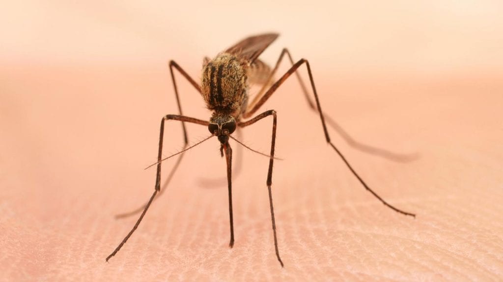 mosquito