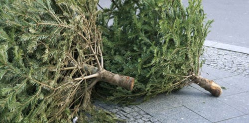 christmas tree disposal
