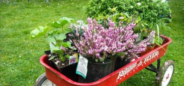 annual_plant_sale