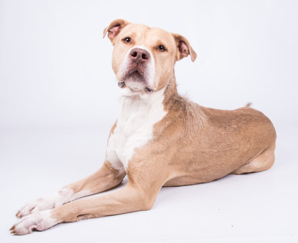 LifeLine Animal project presents its DeKalb County Animal Services Pet of the Week, Major.