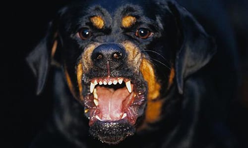 Rottweiler_WEB