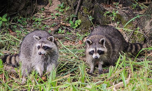 racoons