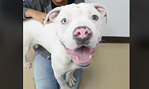 fosterdog