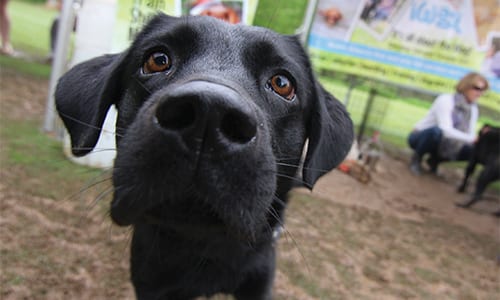 Dekalb_PAWS-6