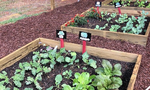 garden