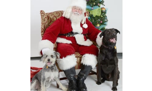 dogs-with-santa-holiday-pet-photos