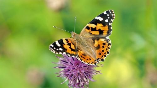 vanessa-cardui-1568926_960_720