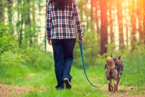 dogwalk