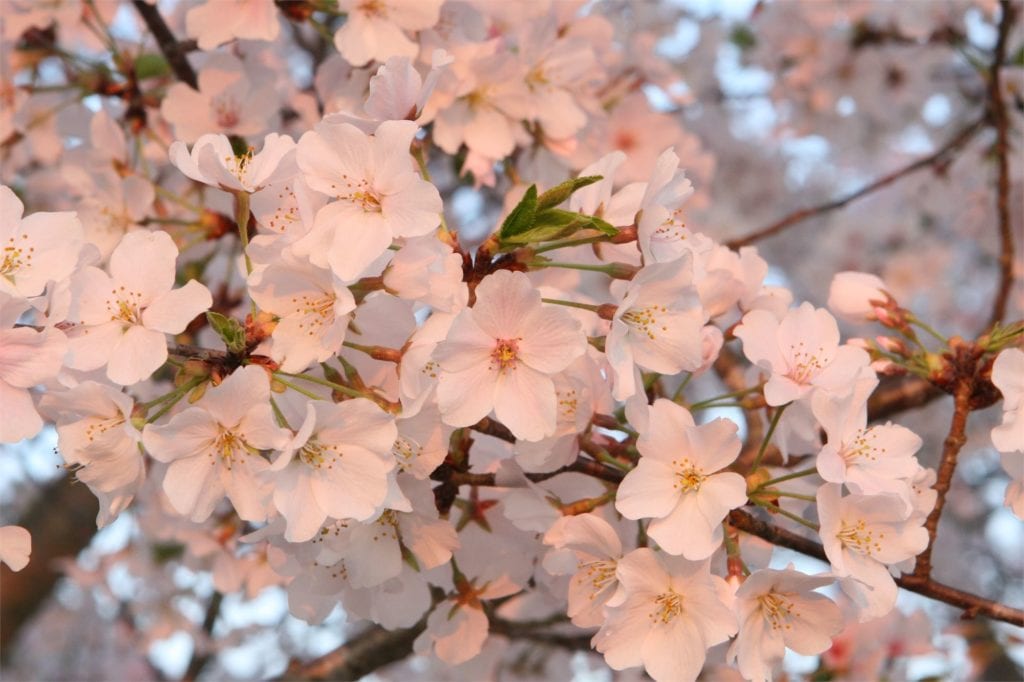 cherry_blossoms