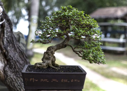 bonsai tree via livejapan.com