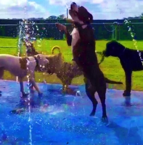 splash-pad-for-dogs