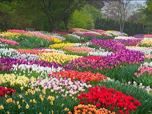 pretty spring plants 11